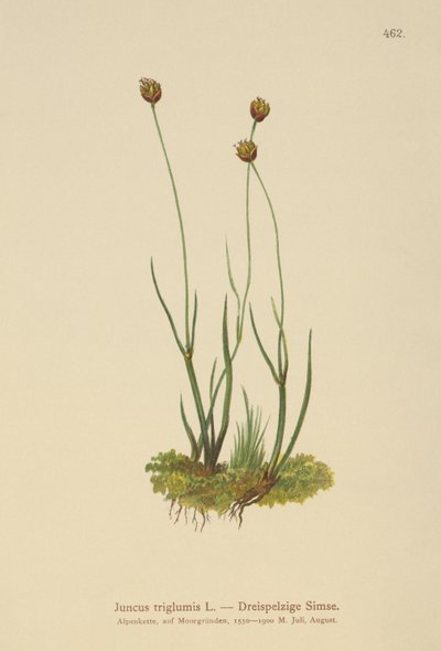 Střecha třítrupá (Juncus triglumis) od German School