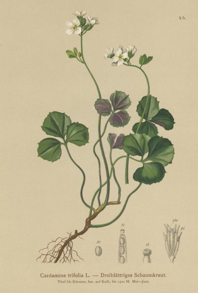 Řeřicha třílistá (Cardamine trifolia) od German School
