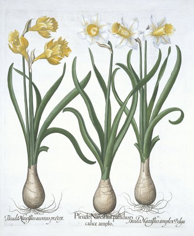 Tři pseudonarcisi, od Hortus Eystettensis, od Basila Beslera (1561-1629) hospoda. 1613 (ručně kolorovaná rytina) od German School