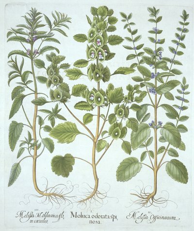 Three Types of Balm, from Hortus Eystettensis, by Basil Besler (1561-1629), pub. 1613 (ručně kolorovaná rytina) od German School