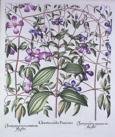 Three Types of Clematis, from Hortus Eystettensis, Basil Besler (1561-1629), pub. 1613 (ručně kolorovaná rytina) od German School