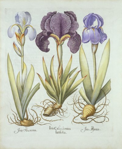 Tři odrůdy rhizomatózních bezvousých kosatců, od Hortus Eystettensis, od Basila Beslera (1561-1629) pub. 1613 (ručně kolorovaná rytina) od German School