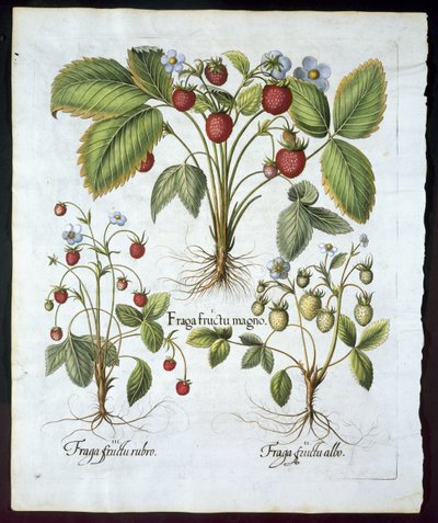 Tři odrůdy jahod, talíř 116, z hospody Hortus Eystettensis od Basila Beslera (1561-1629) v roce 1613 (ručně kolorovaná rytina) od German School