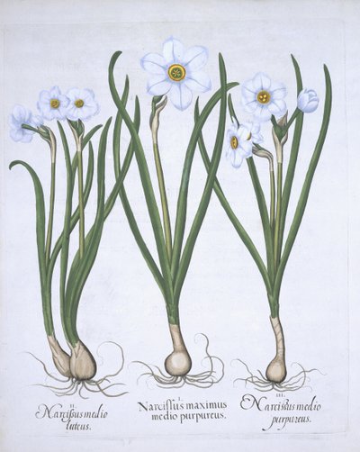 Tři bílé narcisy, od Hortus Eystettensis, od Basila Beslera (1561-1629) hospoda. 1613 (ručně kolorovaná rytina) od German School