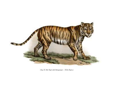 Tygr, 1860 od German School