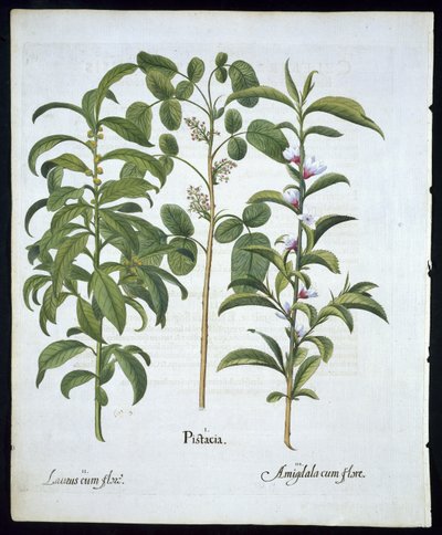 Název: Pistáciový ořech, bobkový strom (Laurus Nobilis) a mandle, talíř 6 z Hortus Eystettensis od Basila Beslera (1561 - 1629) hospoda 1613 (ručně kolorovaná rytina) od German School
