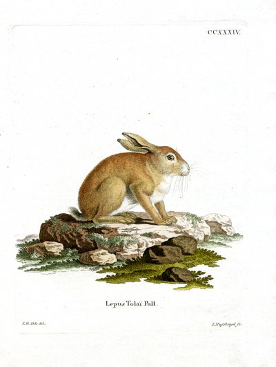 Tolai Hare (barevná rytina) od German School