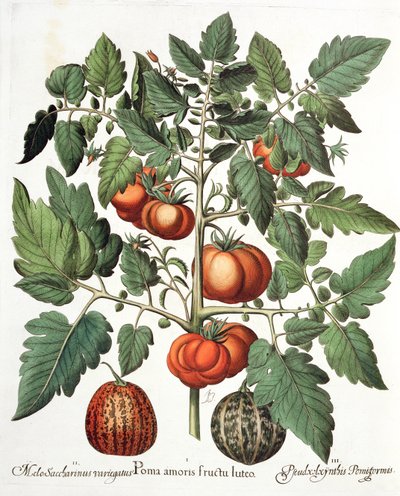 Rajčata a melouny: 1. Jablka lásky žluté ovoce; 2. Melo Saccharinus variegatus; 3.Pseudocolocynthis Pomiformis, z Hortus Eystettensis od Basila Beslera (1561-1629), pub. 1613 od German School