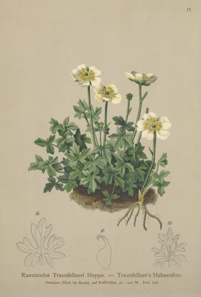 Traunfellnerův vraník (Ranunculus Traunfellneri) od German School