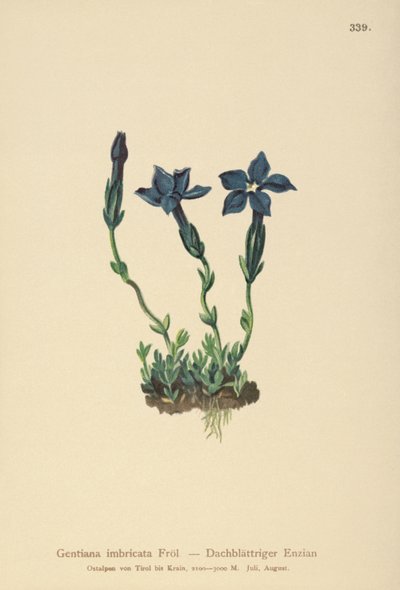 Hořec triglavský (Gentiana terglouensis, Gentiana imbricata) od German School