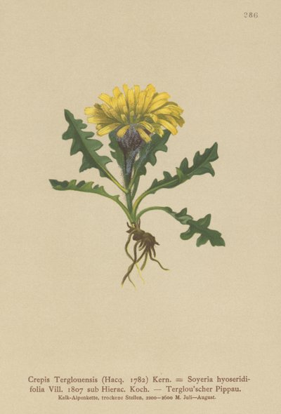 Triglav Hawksbeard (Crepis Terglouensis, Soyeria hyoseridifolia sub Hierac.) od German School