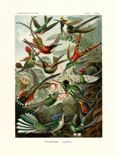 Trochilidae, 1899-1904 od German School