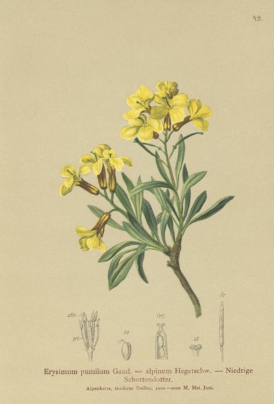 zedníček trsnatý (Erysimum pumilum, Erysimum alpinum) od German School