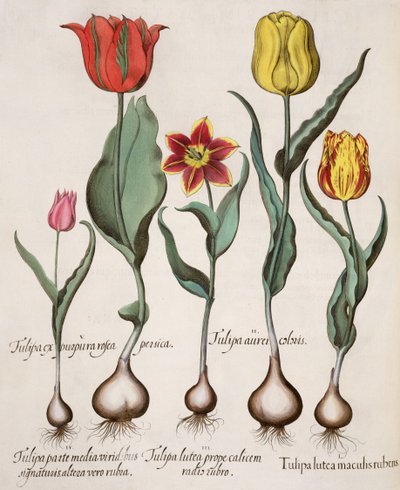Tulipány: 1.Tulipa lutea maculis rubens; 2.Tulipa aurei coloris; 3.Tulipa lutea prope calicem radis rubro; 4.Tulipa parte media viridibus signaturis, altera vero rubia; 5.Tulipa cx purpura rosea persica. od German School