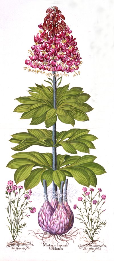 Turci Cap Lily a Dianthus, z Hortus Eystettensis, Basil Besler (1561-1629), hospoda. 1613 (ručně kolorovaná rytina) od German School