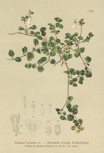 Twinflower (Linnaea borealis) od German School