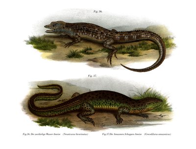 Dvoustranný neusticurus (barevný lito) od German School