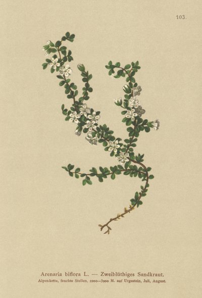 Sandwort dvoukvětý (Arenaria biflora) od German School