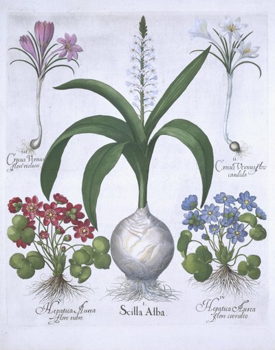 Dva krokusy, dvě jaterníky a ladoňka, z knihy Hortus Eystettensis od Basila Beslera (1561-1629) pub. 1613 (ručně kolorovaná rytina) od German School