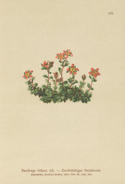 Lomikámen dvoukvětý (Saxifraga biflora) od German School