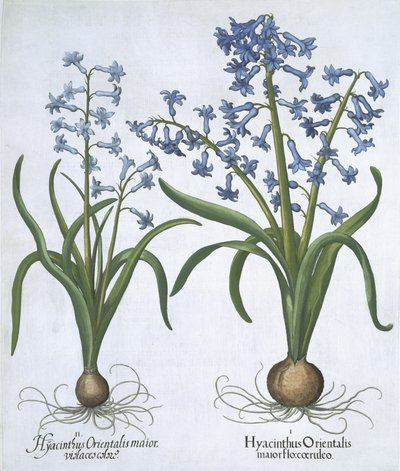 Dva modré hyacinty, od Hortus Eystettensis, od Basila Beslera (1561-1629) hospoda. 1613 (ručně kolorovaná rytina) od German School