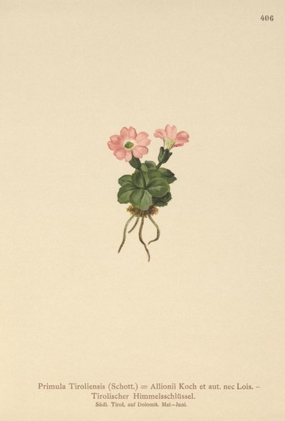 Prvosenka tyrolská (Primula tyrolensis, Primula Tirolensis, Primula Allionii) od German School