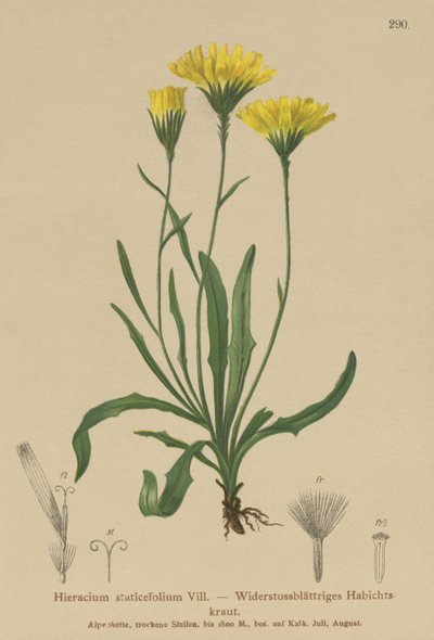 Deštník mléčný (Hieracium staticefolium, Hieracium staticifolium, Tolpis staticifolia, Chlorocrepis staticifolium, Chlorocrepis staticifolia) od German School