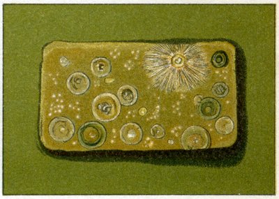 Nezdravé hladiny bakterií v pitné vodě, cca 1890 (barevný chromolitograf) od German School