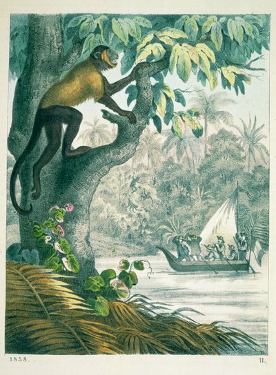 Horní tok Amazonky, z knihy Das Buch der Welt, vydané roku 1858 od German School