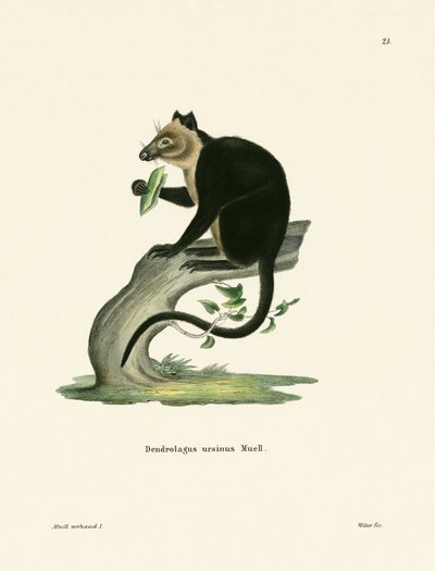 Klokan Ursine Tree od German School