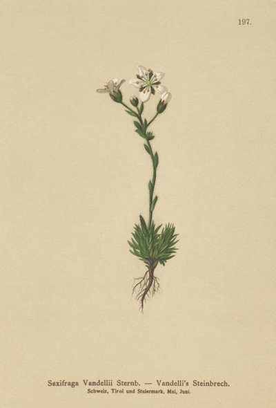 Vandellis Saxifrage (Saxifraga Vanellii) od German School