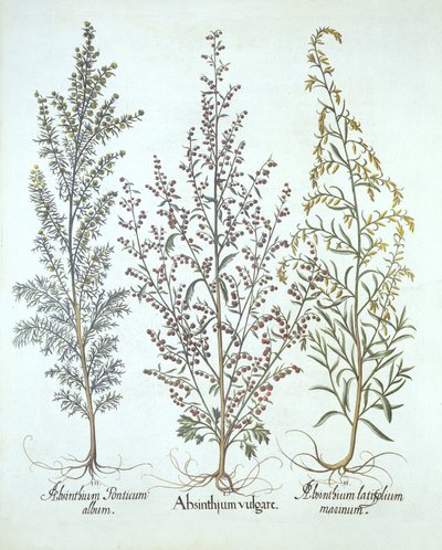 Variace pelyňku, z Hortus Eystettensis, Basil Besler (1561-1629), pub. 1613 (ručně kolorovaná rytina) od German School