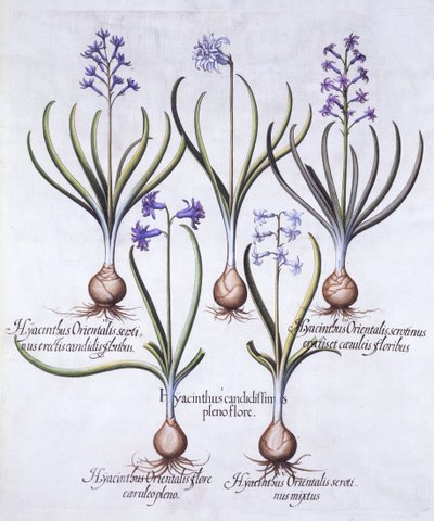 Variety Hyacint with Bulb, od Hortus Eystettensis, Basil Besler (1561-1629), pub. 1613 (ručně kolorovaná rytina) od German School