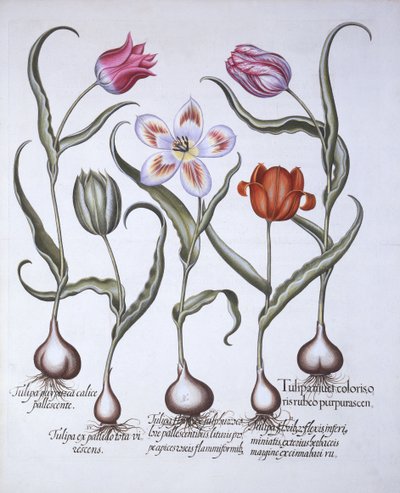 Odrůdy tulipánů, od Hortus Eystettensis, Basil Besler (1561-1629), hospoda. 1613 (ručně kolorovaná rytina) od German School