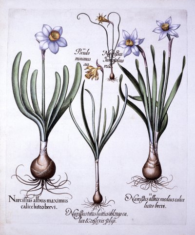 Různé Narcisy, od Hortus Eystettensis, od Basila Beslera (1561-1629), hospoda. 1613 (ručně kolorovaná rytina) od German School