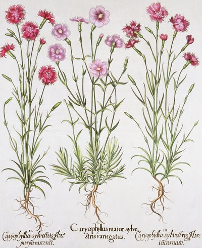 Různé odrůdy Dianthus, z Hortus Eystettensis od Basila Beslera (1561-1629), hospoda. 1613 (ručně kolorovaná rytina) od German School