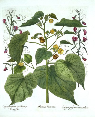 Velvetleaf and Sweet Peas, from Hortus Eystettensis, Basil Besler (1561-1629), pub. 1613 (ručně kolorovaná rytina) od German School