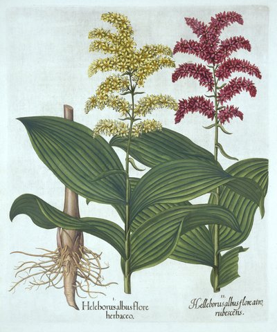 Veratrum, z "Hortus Eystettensis", Basil Besler od German School