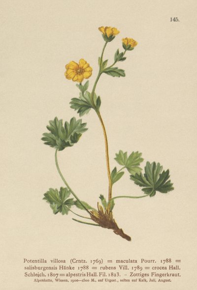 Mochna villous (Potentilla villosa, Potentilla maculata, Potentilla rubens, Potentilla crocea, Potentilla alpestris, Potentilla salisburgensis) od German School