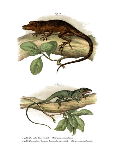 Vinales Anole (barva lito) od German School