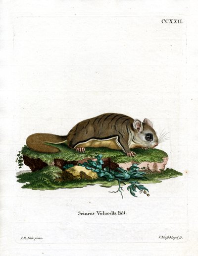 Virginian Flying Squirrel (barevná rytina) od German School