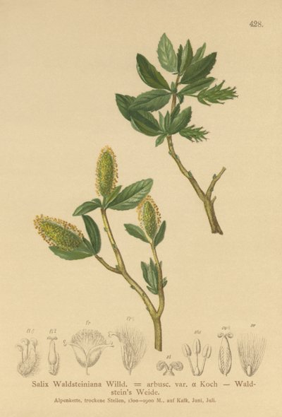 Vrba valdštejnská (Salix Waldsteiniana, Salix arbusc. var.) od German School