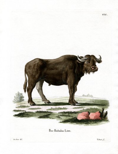 Water Buffalo (barevná rytina) od German School