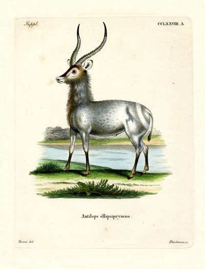 Waterbuck (barevné rytí) od German School