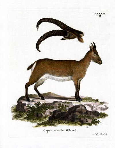 West Caucasian Tur (barevná rytina) od German School