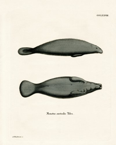 Manatee západoindický (barevná rytina) od German School