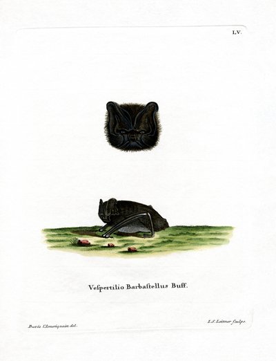 Western Barbastelle (barevná rytina) od German School