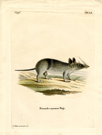 Western Barred Bandicoot (barevná rytina) od German School