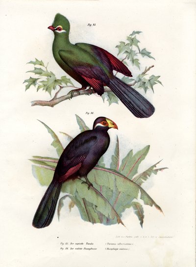Turaco běločelý, 1864 od German School