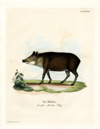 Peccary s bílými rty (barevné rytí) od German School